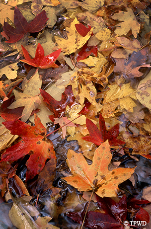 autumn